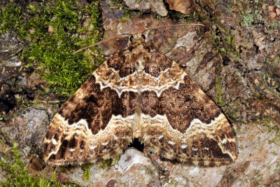 Water Carpet, Lampropteryx suffumata 2
