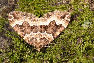 Water Carpet, Lampropteryx suffumata 1