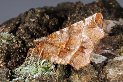 Early Thorn, Selenia dentaria, Almindelig månemåler 2
