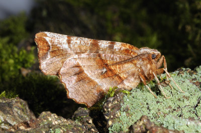 Early Thorn, Selenia dentaria, Almindelig månemåler 1