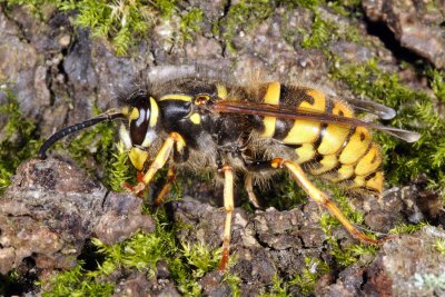 Common Wasp, Vespula vulgaris, Almindelig gedehams 1