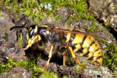 Common Wasp, Vespula vulgaris, Almindelig gedehams 2