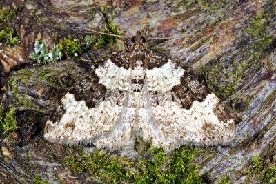 Garden Carpet, Xanthorhoe fluctuata, Sortbæltet Bladmåler 2