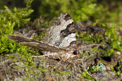 Garden Carpet, Xanthorhoe fluctuata, Sortbæltet Bladmåler 1