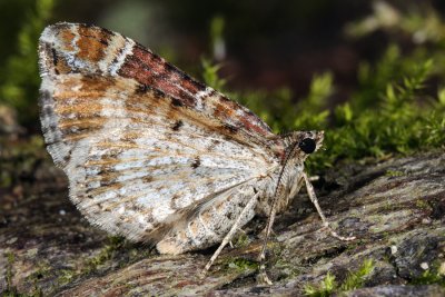 Red Twin-spot Carpet, Xanthorhoe spadicearia, Brunrød Bladmåler 2