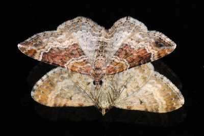 Red Twin-spot Carpet, Xanthorhoe spadicearia, Brunrød Bladmåler 4