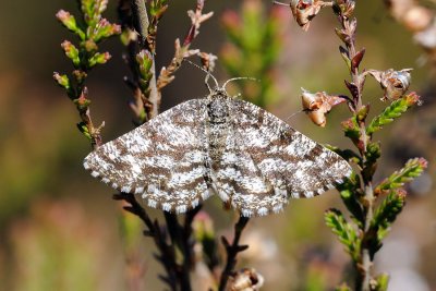 Common Heath, Ematurga atomaria, Lyngmåler 1
