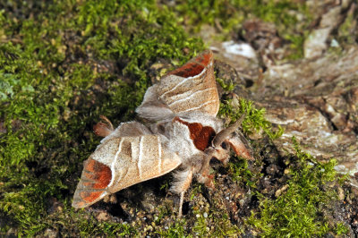Chocolate-tip, Clostera curtula, Lille Måneplet 1