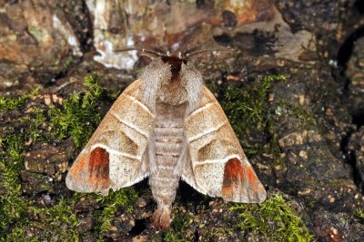 Chocolate-tip, Clostera curtula, Lille Måneplet 2