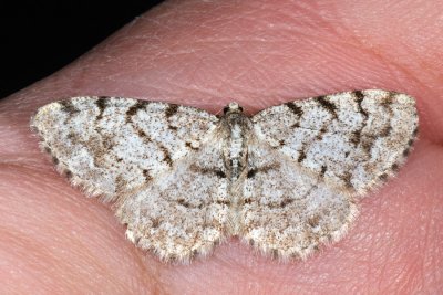 Grey Birch, Aethalura punctulata, Elle-barkmåler 1