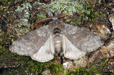 Pale Tussock, Calliteara pudibunda, Bøgenonne 1