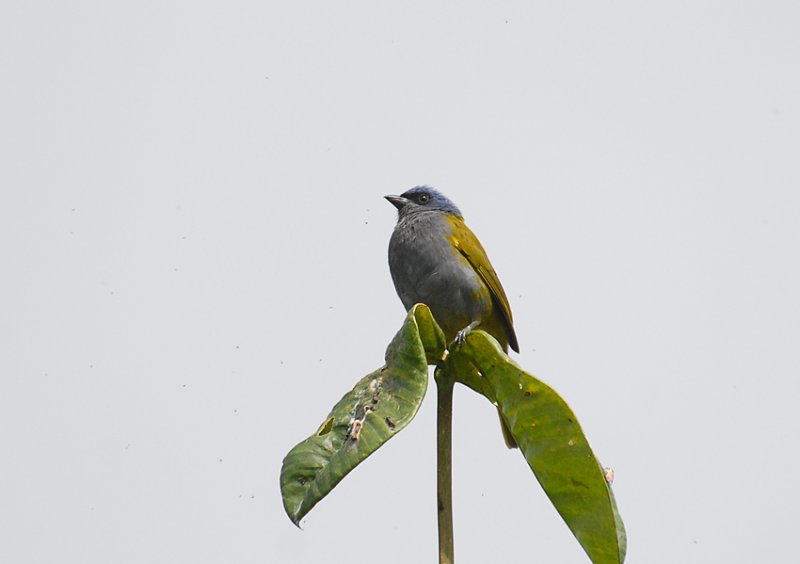 Blue-capped Tanager