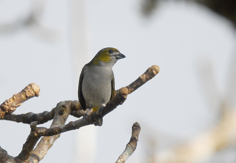 White-lored Euphonia