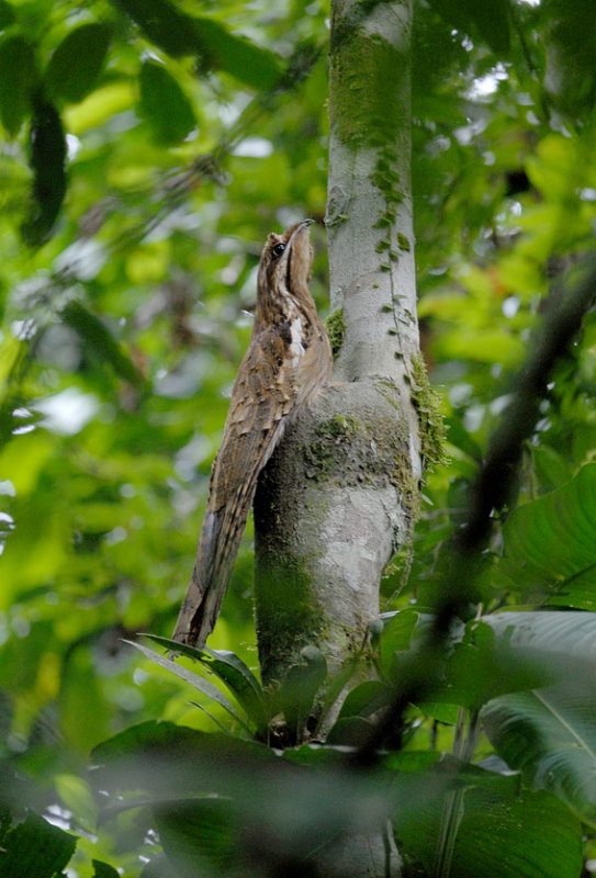 Long-tailed Potoo