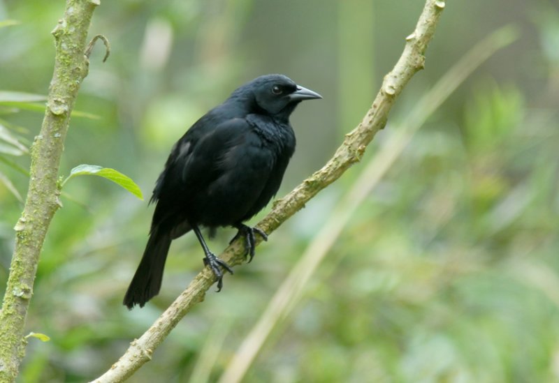 Scrub Blackbird