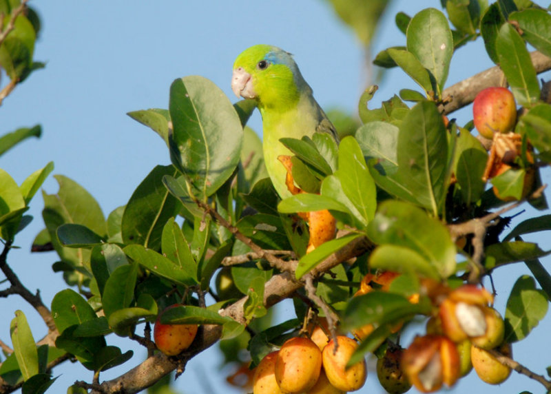 Pacific Parrotlet