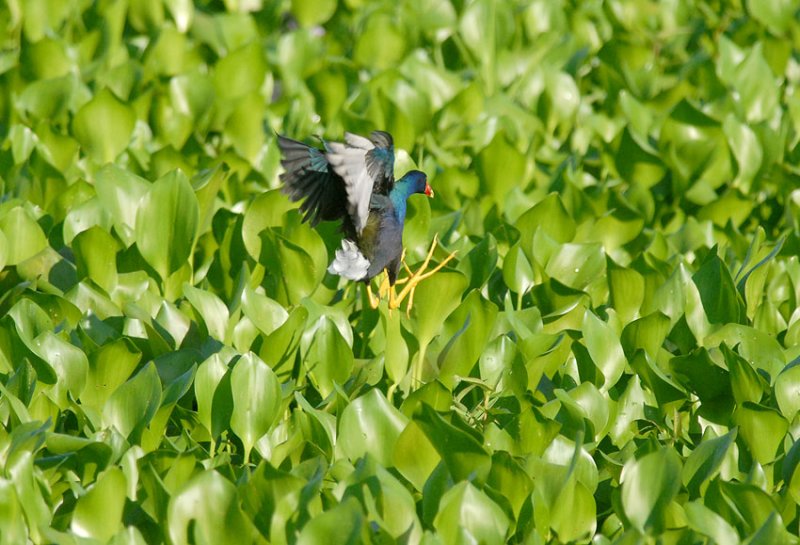 Purple Gallinule