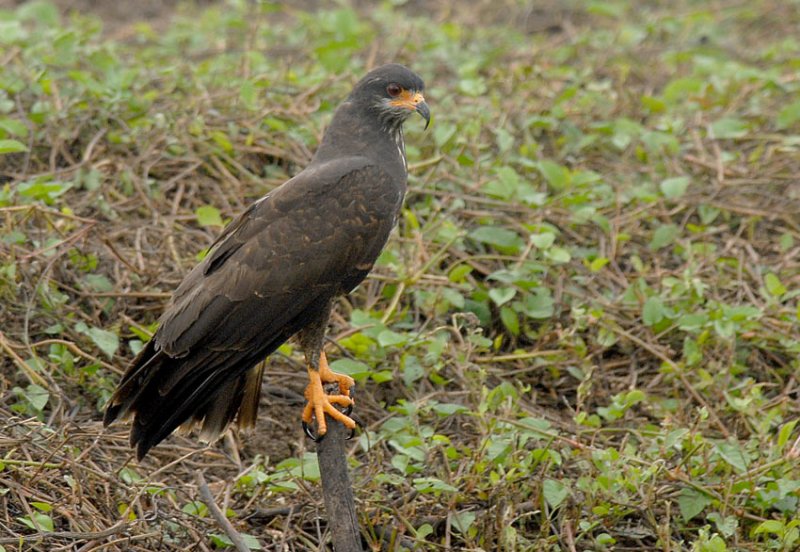 Snail Kite