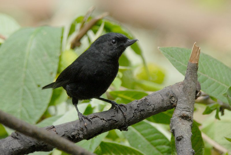 Black Flowerpiercer