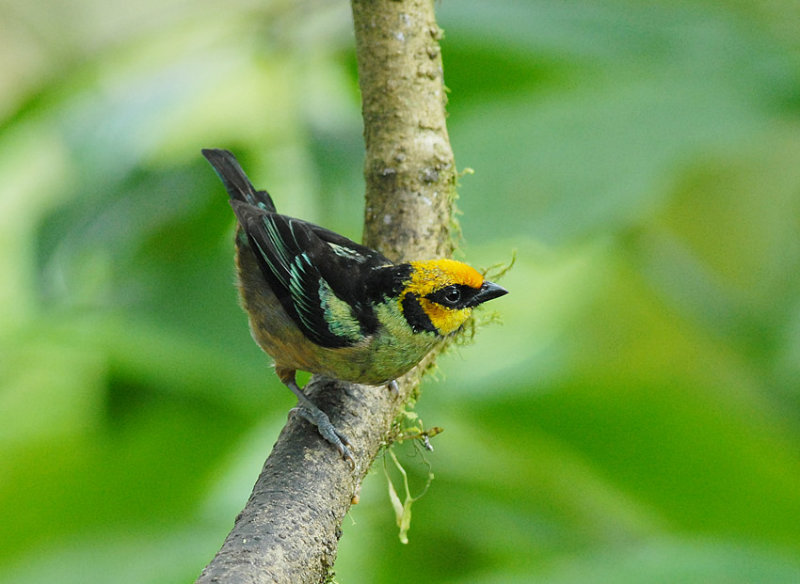 Flame-faced Tanager