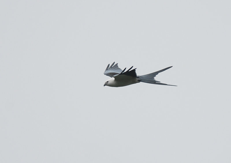 Swallow-tailed Kite