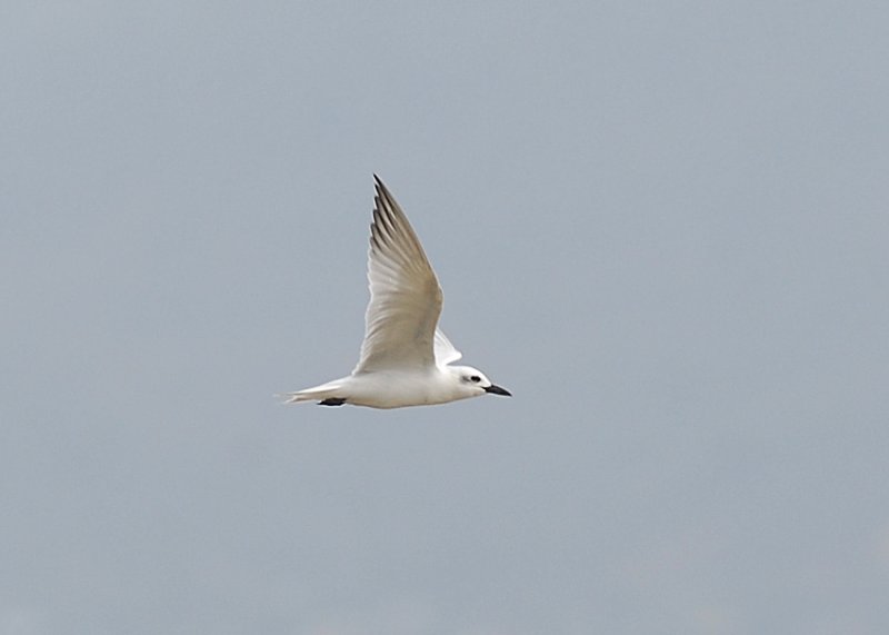 Gull-billed Tern2