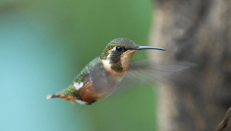 White-bellied Woodstar4