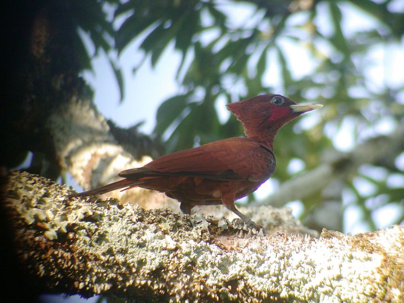 Waved Woodpecker