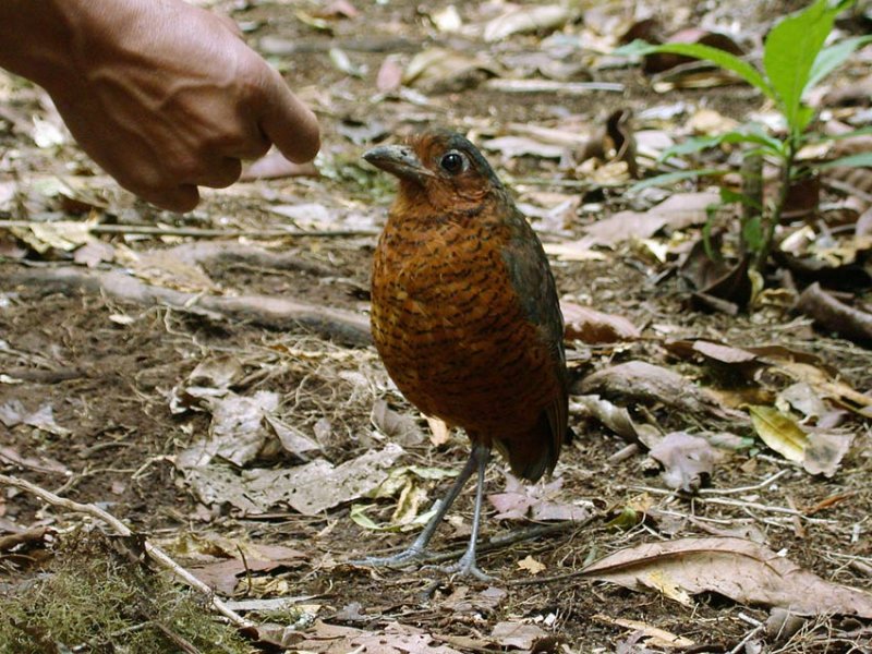 Giant Antpitta