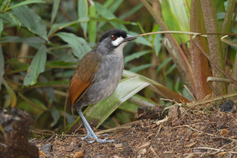 Jocotoco Antpitta2