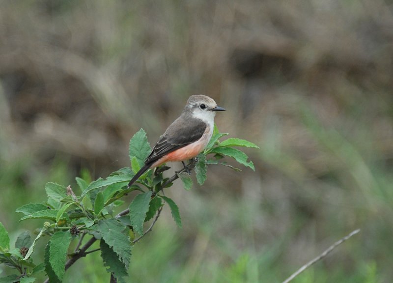 Vermillion Flycatcher