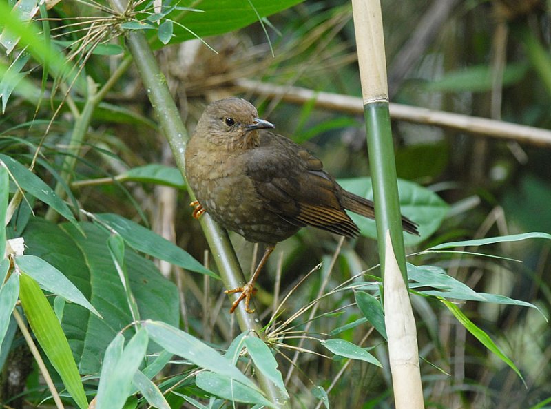 Glossy-black Thrush