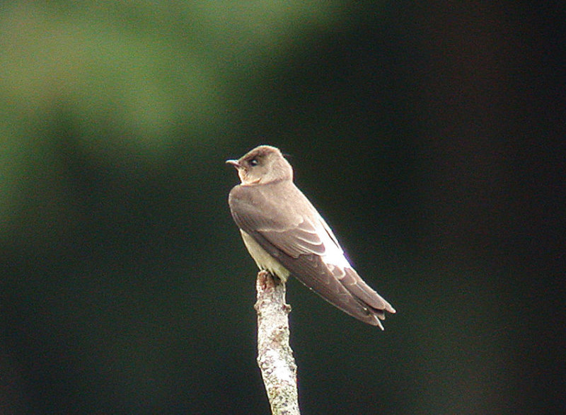 Southern Rough-winged Swallow2