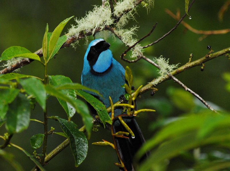 Turquoise Jay