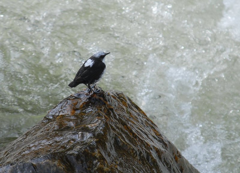 White-capped Dipper4