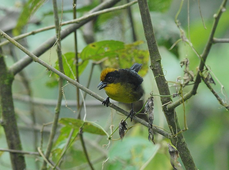 Choc Brush-Finch