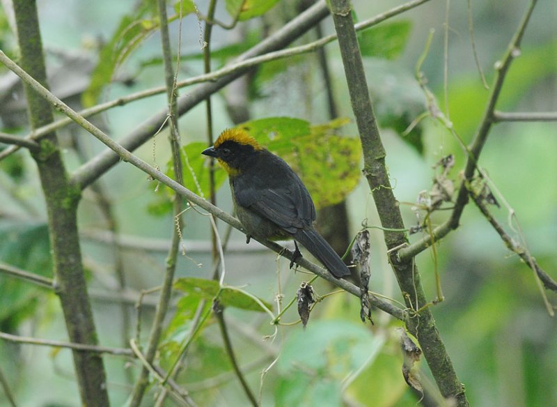 Choc Brush-Finch