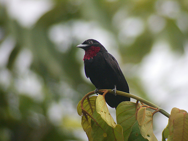 Purple-throated Fruitcrow