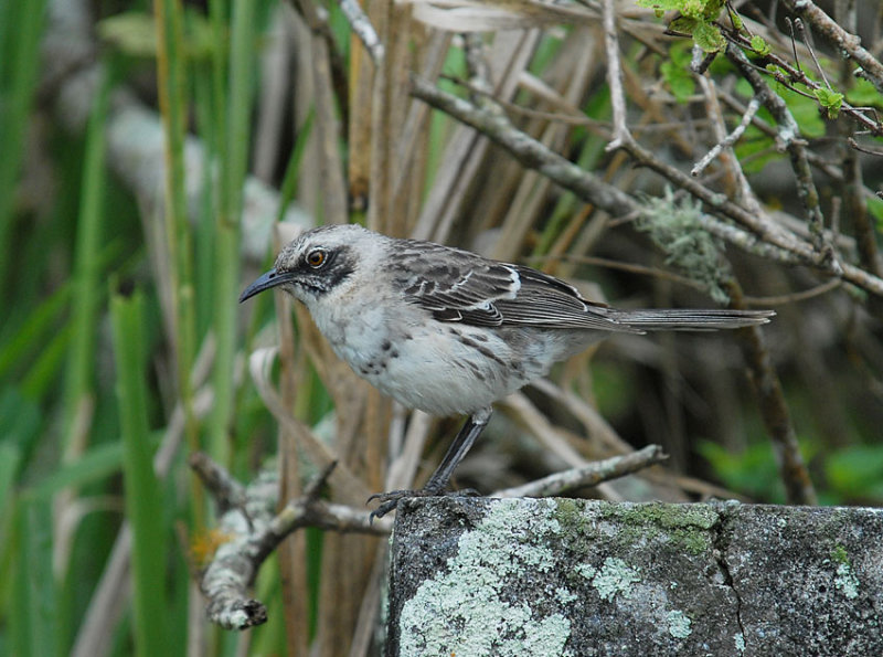 Chatham Mockingbird