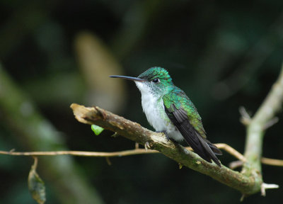 Andean Emerald