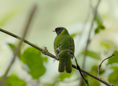 Green-and-black Fruiteater3