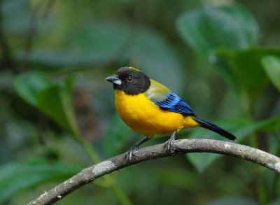 Black-chinned Mountain-Tanager2