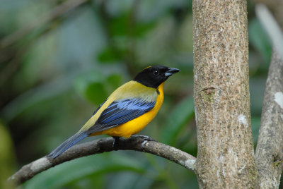 Black-chinned Mountain-Tanager4