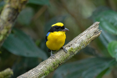 Blue-winged Mountain-Tanager2