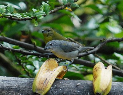 Thick-billed Euphonia2