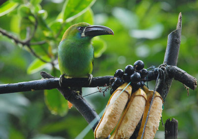 Crimson-rumped Toucanet2