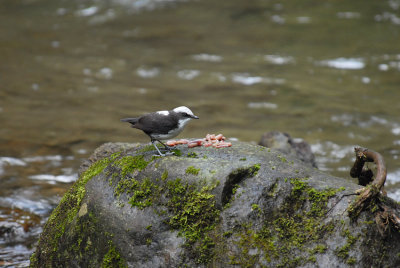 White-capped Dipper3