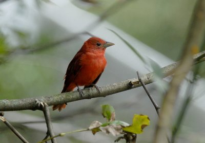 Summer Tanager