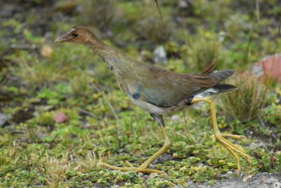 Purple Gallinule