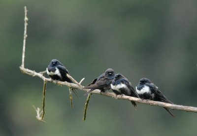 White-banded Swallow